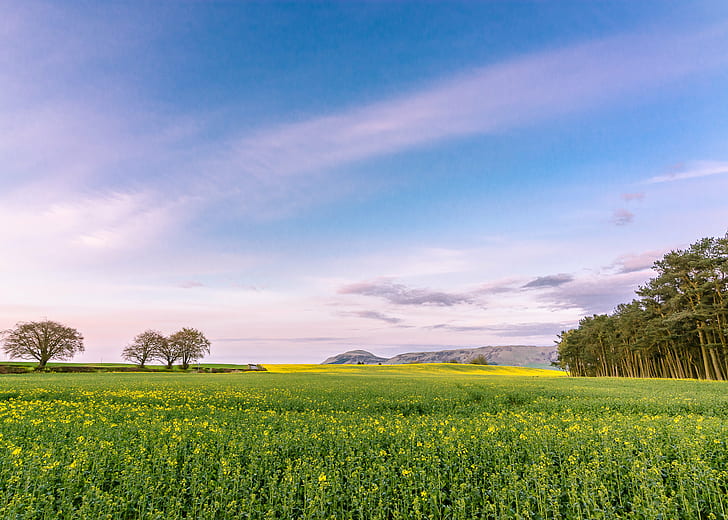 outdoors, sunset, yellow  fields, sky Free HD Wallpaper