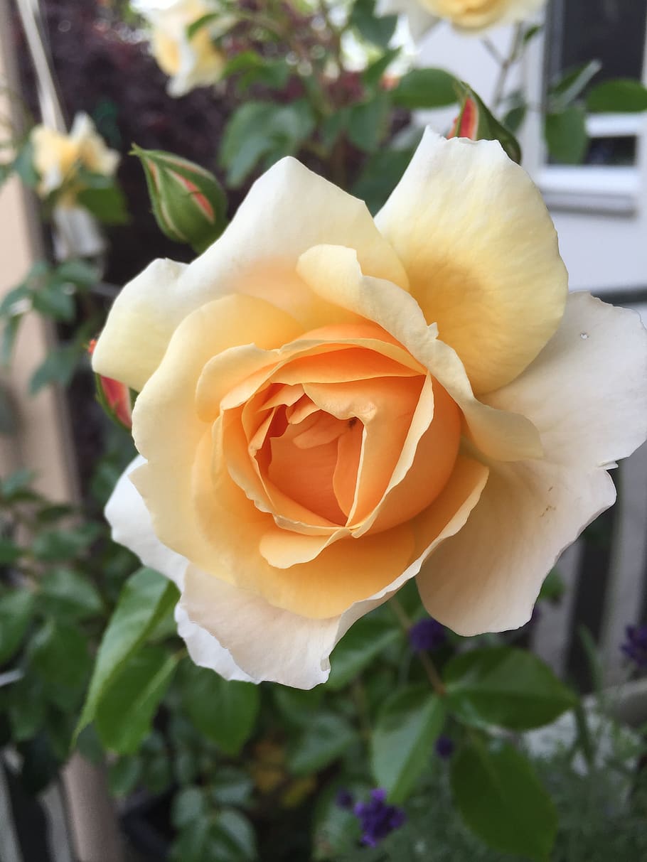 Peach Rose Varieties, beauty in nature, inflorescence, fragility, garden