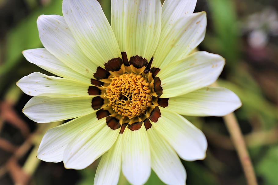 Perennial Gazania, caltha palustris, vulnerability, away, purple Free HD Wallpaper