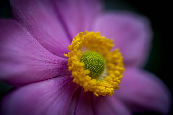 petal, petals, art, macro