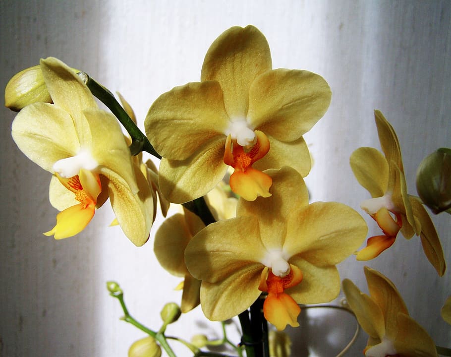 Potted Orchids, nature, flower head, indoors, inflorescence Free HD Wallpaper