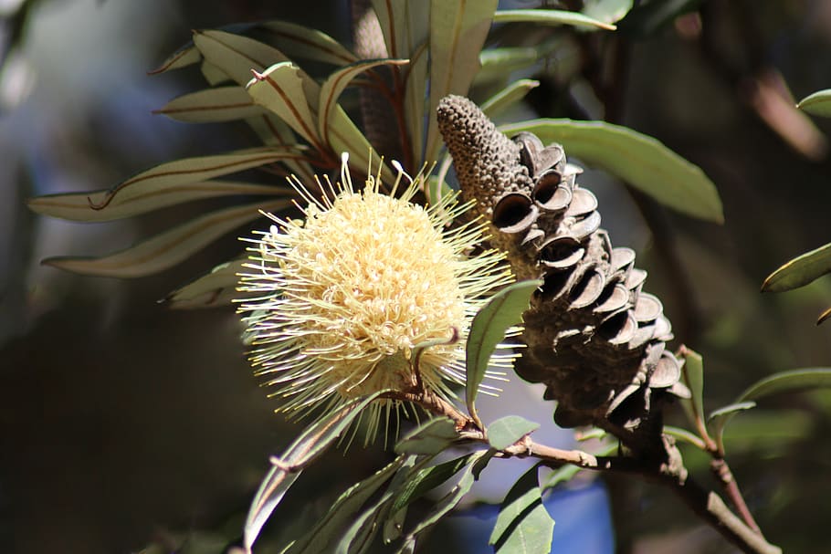 Protea Caffra, vulnerability, inflorescence, plant part, growth Free HD Wallpaper