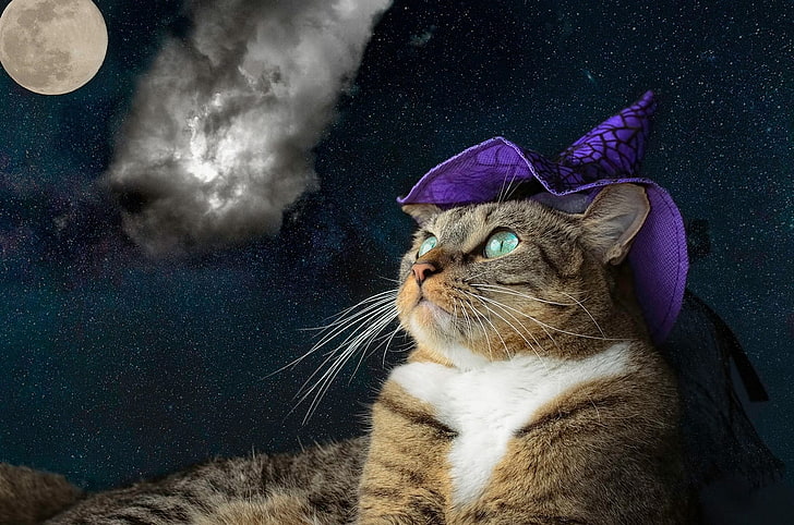 Purple Cat Face, green eyes, hat, the universe, treatment Free HD Wallpaper