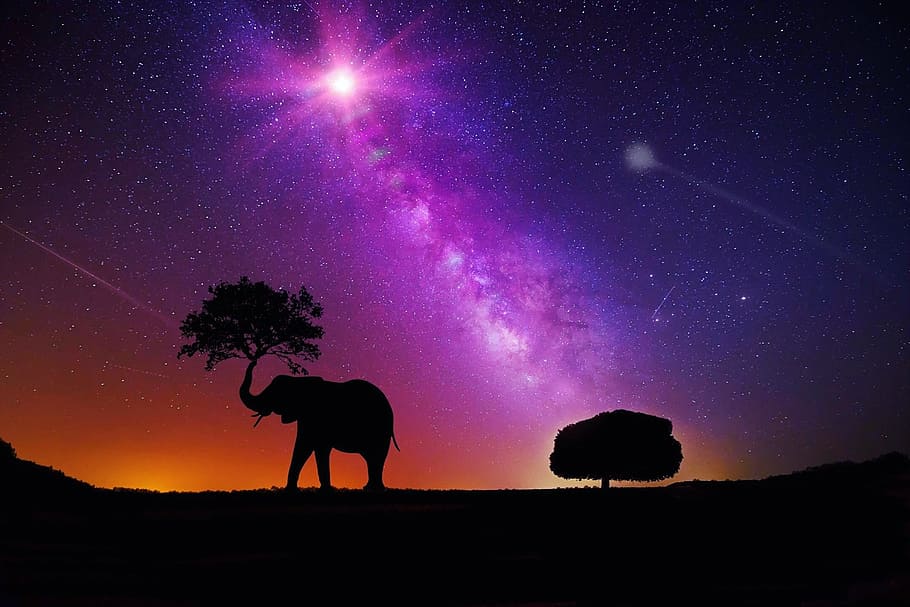 Purple Elephant Clipart, night, universe, cosmos, plant Free HD Wallpaper