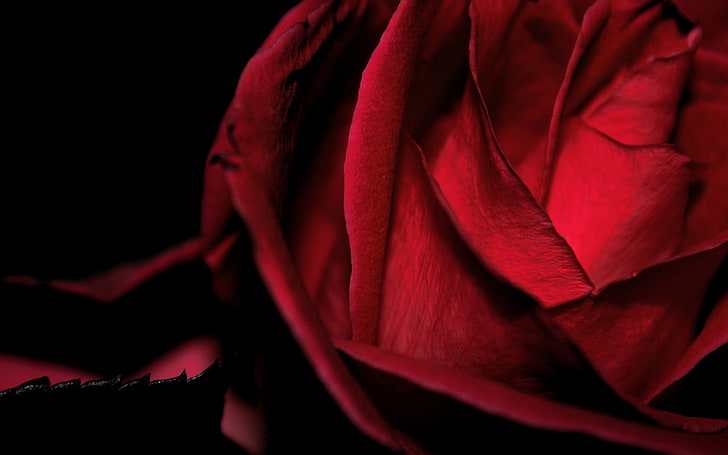 Romantic Dark Red Roses, satin, no people, nature, beauty in nature Free HD Wallpaper