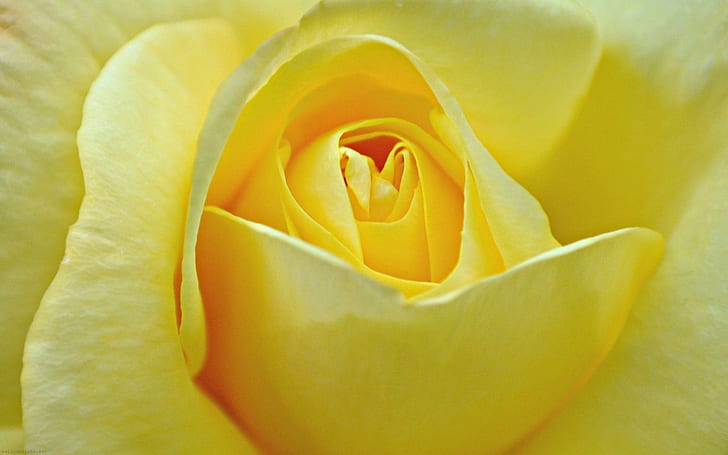 rose, pale, nature, yellow Free HD Wallpaper