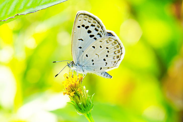 Small Blue Butterfly, nikon af, plant, devils beggartick, beauty in nature Free HD Wallpaper