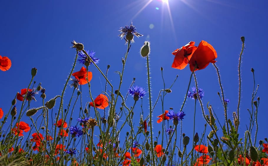 Spring Flowers Sunflowers, red poppy, spring, sunlight, lens flare Free HD Wallpaper