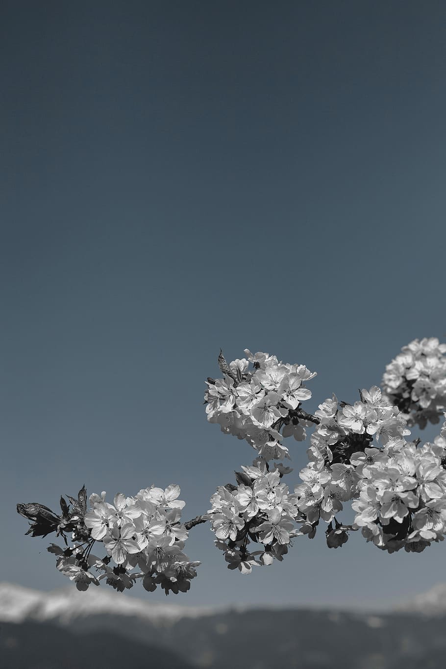 spring, tree, fragile, muted tones Free HD Wallpaper