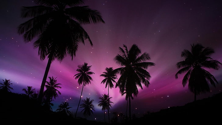 Stars, sunset, sky, tropical, palm tree Free HD Wallpaper