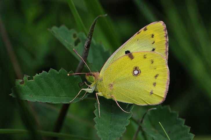 Sulfur Butterflies, butterfly, animal, pale clouded yellow Free HD Wallpaper