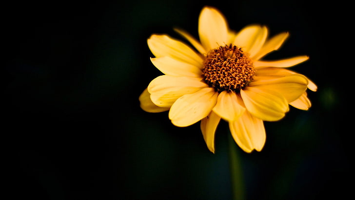 Sunflower and Daisy Drawing, summer, pale yellow, growth, petals Free HD Wallpaper