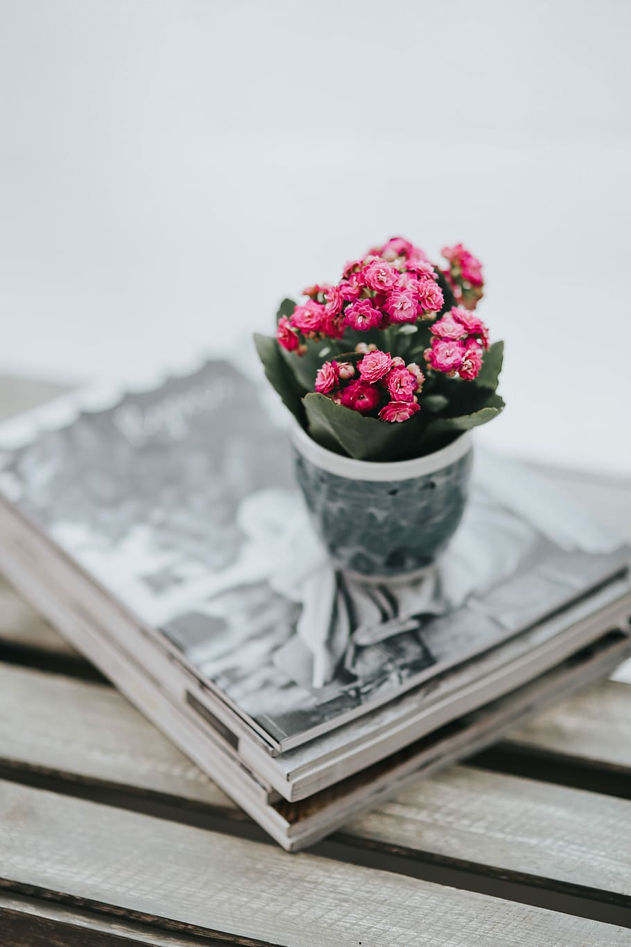 tray, closeup, flowering plant, pink color Free HD Wallpaper