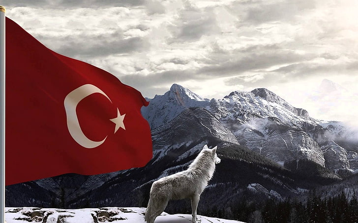 Turkish Turkey, turkish, turkey, Turkish, bozkurt Free HD Wallpaper