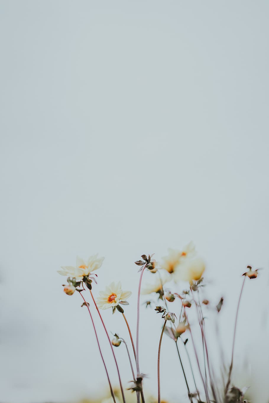 Unsplash Flowers Roses, freshness, leaf, summer, pale yellow