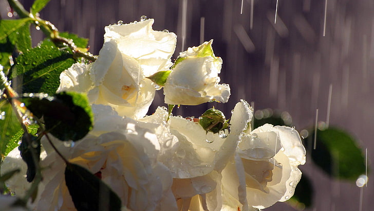 White Rose, floral, nature, flowering plant, garden Free HD Wallpaper