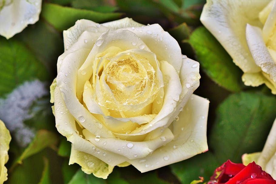 White Rose Petals, flower, cold, frozen, food