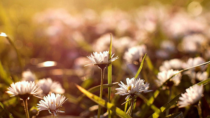 Yellow Daisies, plain, decoration, field, grow Free HD Wallpaper