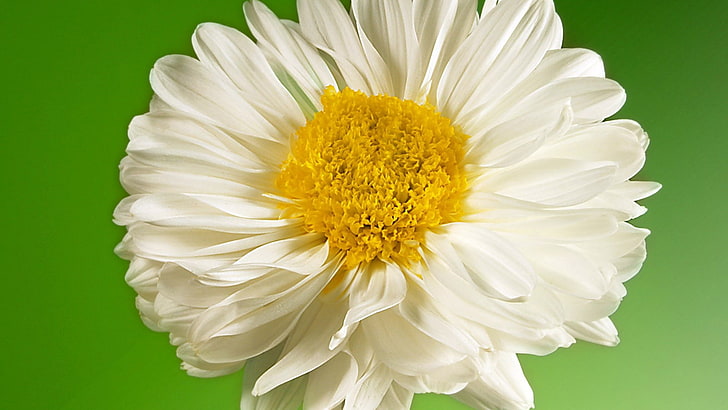Yellow Flower with Black Center, inflorescence, fresh, garden, nature Free HD Wallpaper
