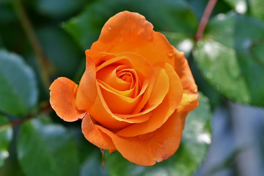 Yellow Roses, petal, focus on foreground, plant part, leaf