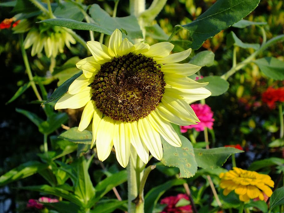 Yellow Sunflower, nature, green color, focus on foreground, sunflower