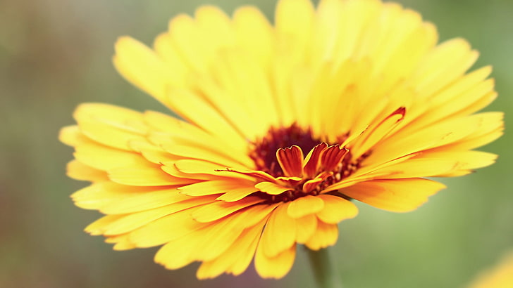 Yellow Texture, selective focus, growth, sunflower, daisy Free HD Wallpaper