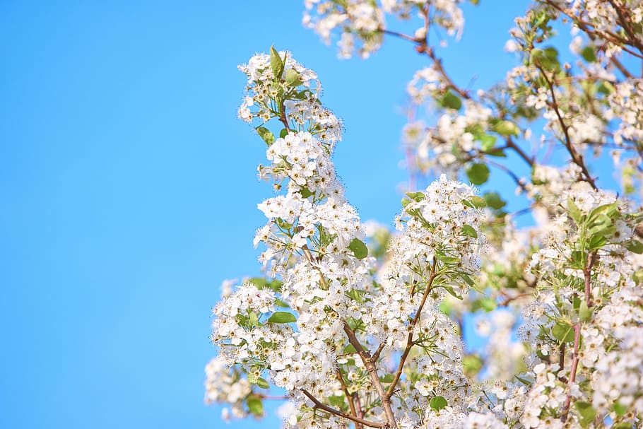 Aesthetic Black and White Flower, clear sky, blue, blur, fragility Free HD Wallpaper