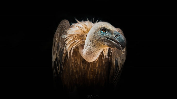 African Vultures Birds, mobile, animal, portrait, nature Free HD Wallpaper