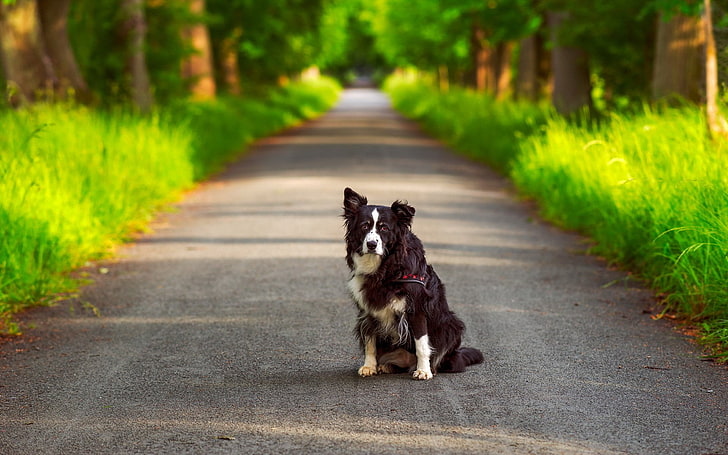 animal, border collie, one animal, diminishing perspective Free HD Wallpaper