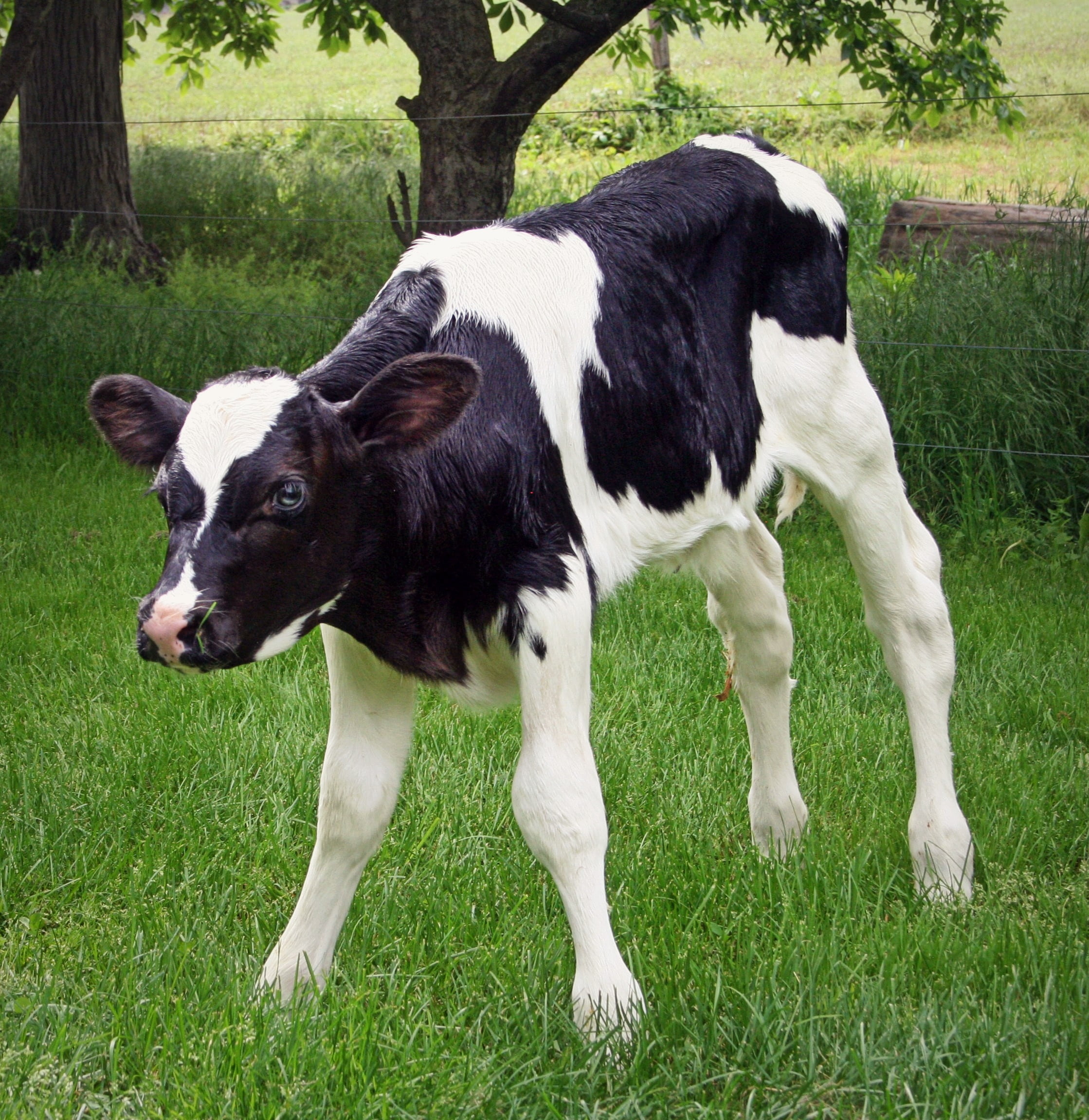 animal themes, one animal, outdoors, domestic animals