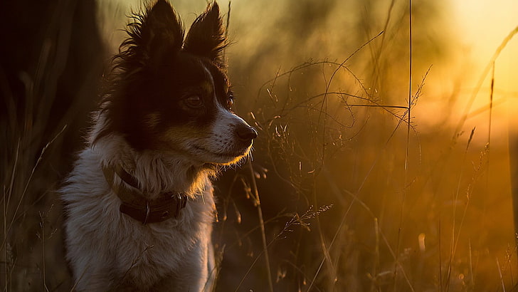 animal themes, sunset, profile view, vertebrate