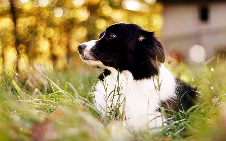 animals and pets, cheerful, field, vertebrate