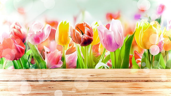 April Fool Pranks, fresh, gift, natural, leaf Free HD Wallpaper