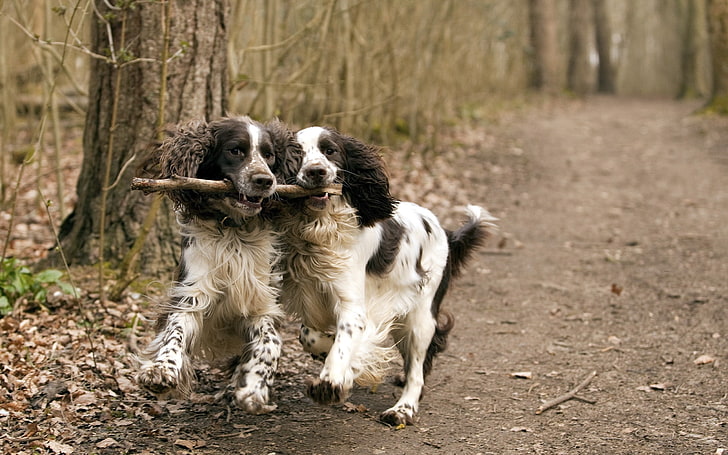 Baby Springer Spaniel, domestic animals, nature, hound, playful Free HD Wallpaper
