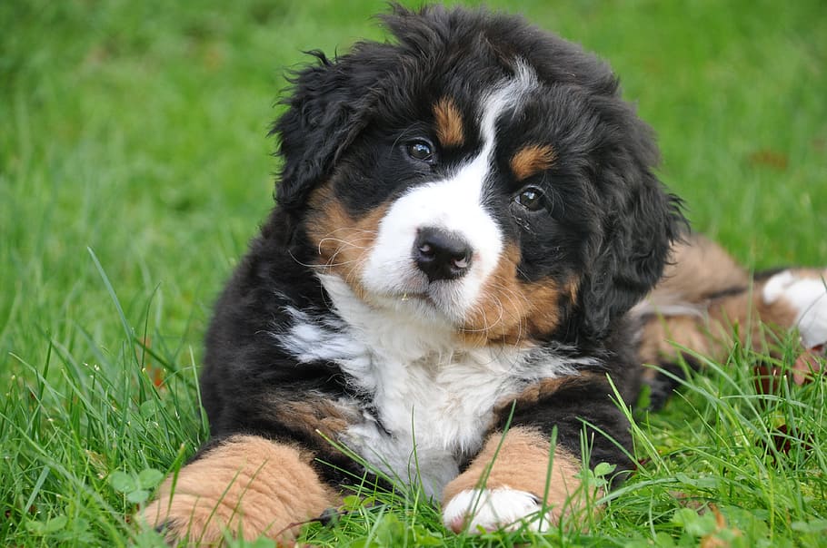 BabyDog, portrait, burmese, bernese, family Free HD Wallpaper