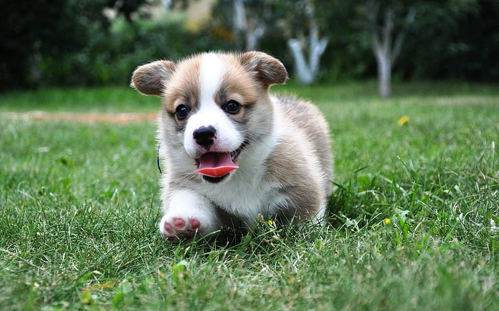 Beagle Puppy, green color, purebred dog, domestic animals, pembroke Free HD Wallpaper