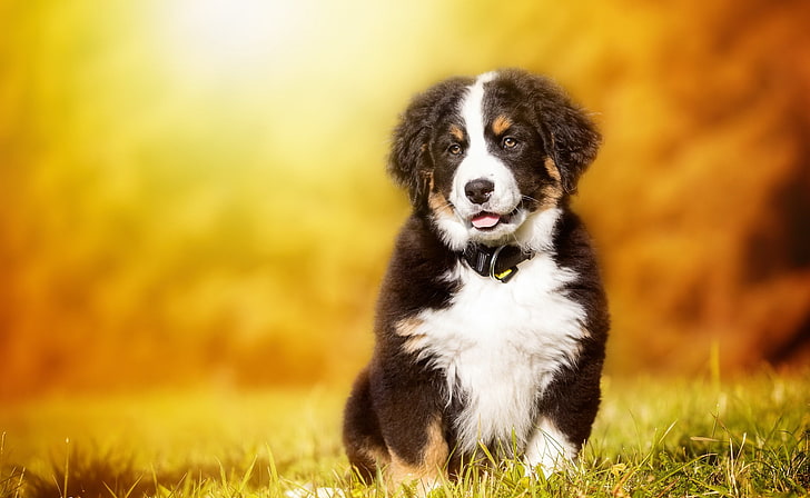 Bernese Mountain Dog Shedding, no people, portrait, sitting, outdoors Free HD Wallpaper