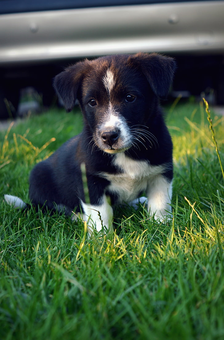 Black and White Hound Dog, outdoors, pets, sitting, cute