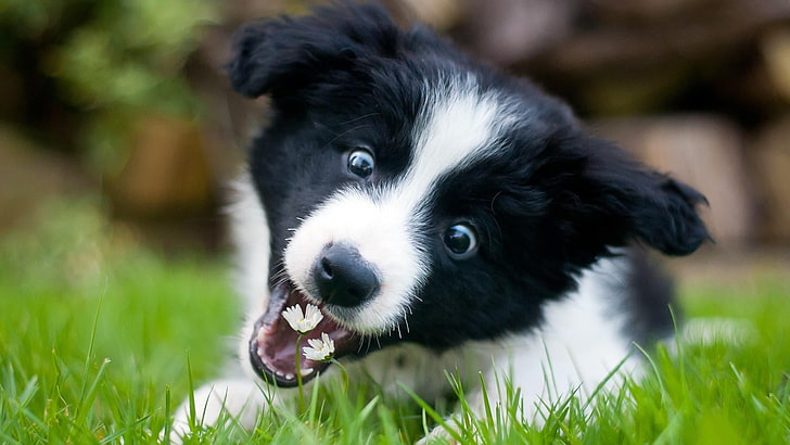 Border Collie Mix Puppy, pets, no people, black color, canine Free HD Wallpaper