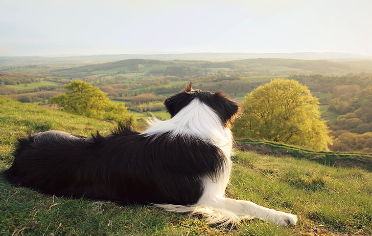 Border Collie Names, field, livestock, plant, no people Free HD Wallpaper