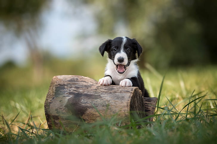 Border Collie Names, grass, and, the, pose, Free HD Wallpaper