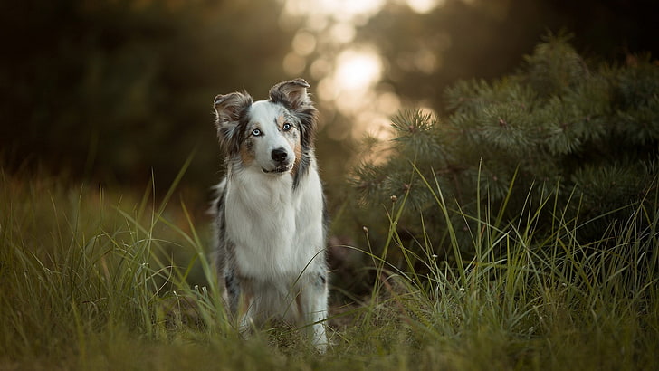 Border Collie, one animal, canine, domestic animals, border collie Free HD Wallpaper