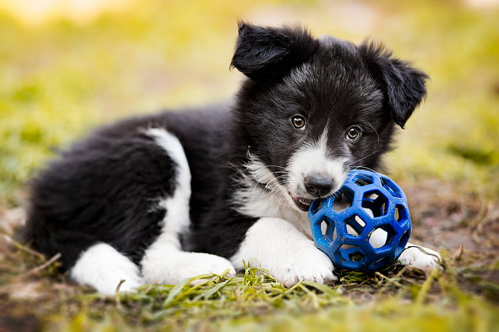 Border Collie Paws, dogs, ball, dog, young animal Free HD Wallpaper