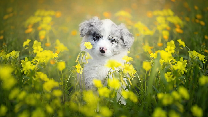 Border Collie Yellow White, nature, day, wildflower, yellow