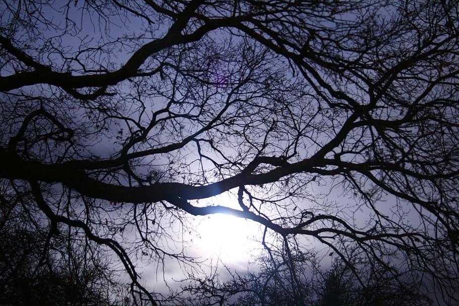 branches, clear sky, sunset, threatening Free HD Wallpaper