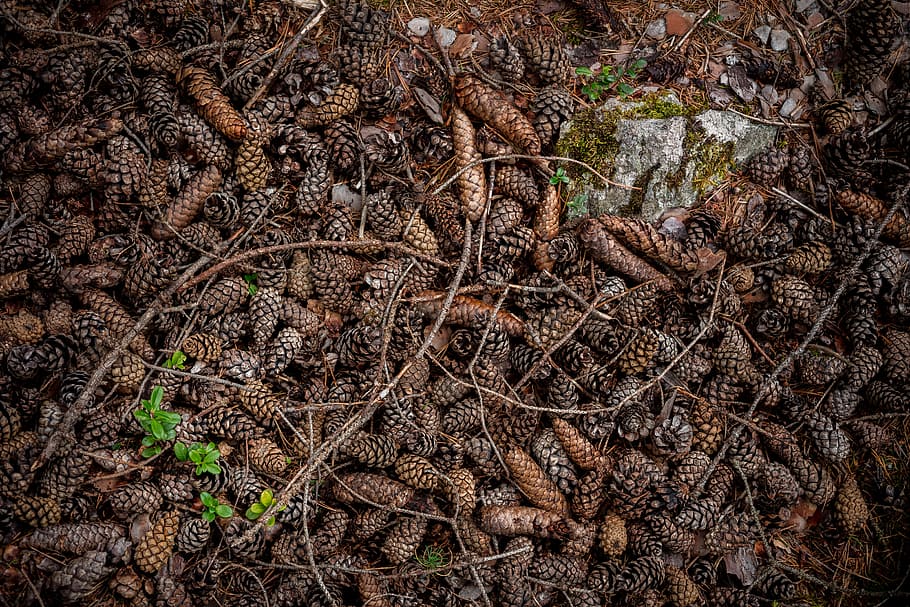 Brown Aesthetic Art, ground, sprout, day, growth Free HD Wallpaper