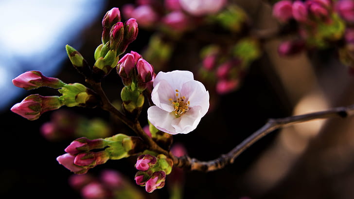 Cherry Blossom Field, macro, petal, plant, nikon  d7000