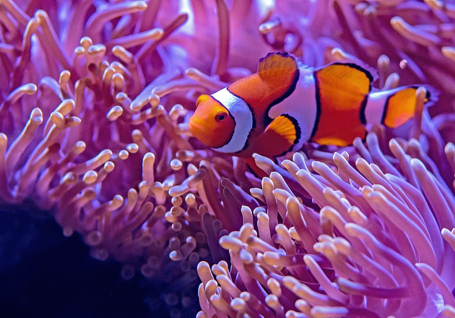 ClownFish Anemones, sea, pink, beauty in nature, animal wildlife Free HD Wallpaper