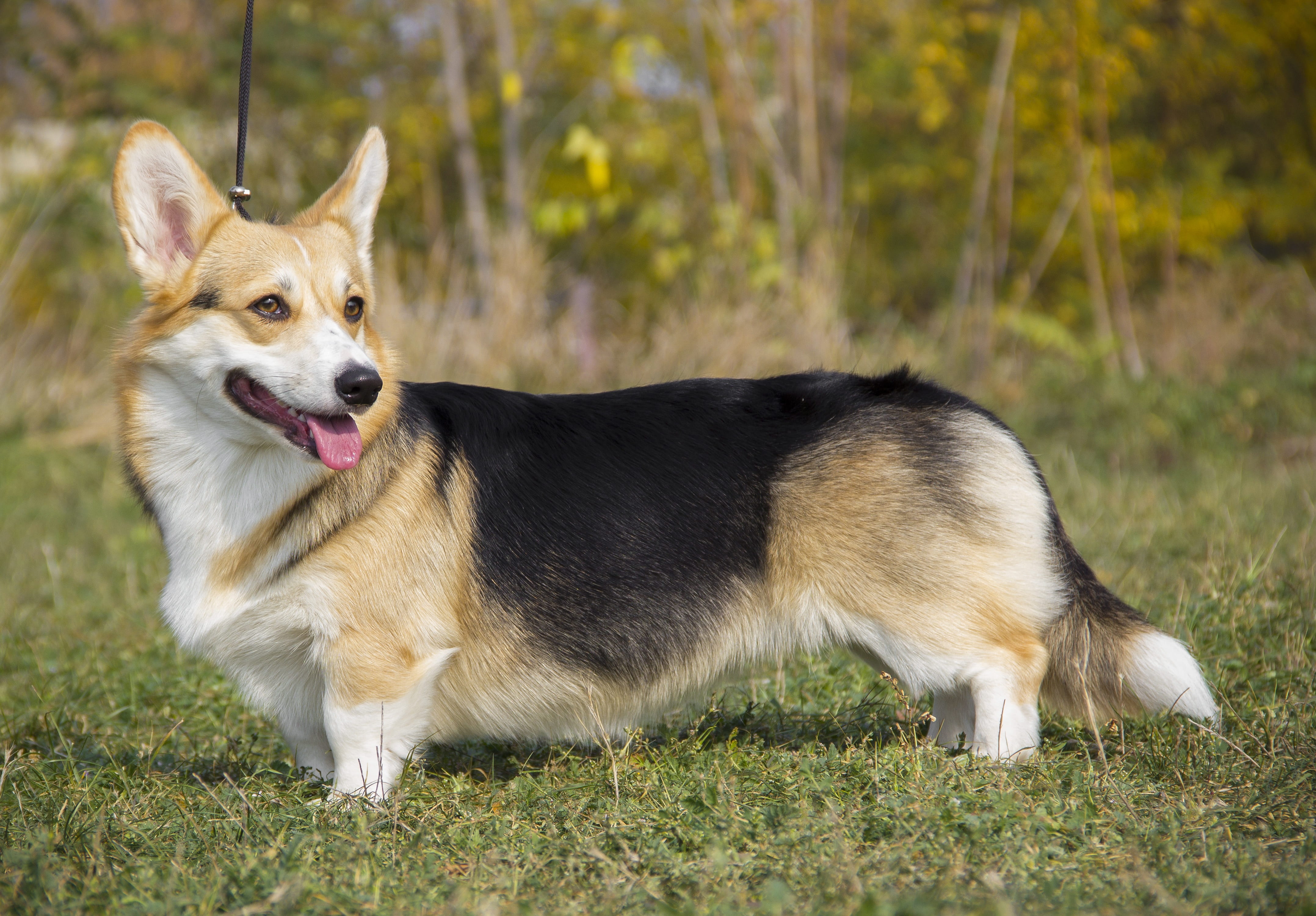 Corgi Lovers, animal themes, panting, portrait, mouth open