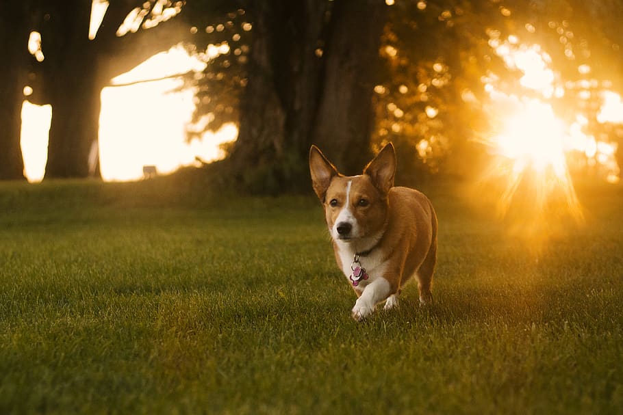 Corgi Personality, nature, domestic, no people, outdoors Free HD Wallpaper